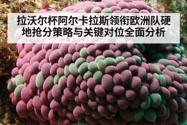 拉沃尔杯阿尔卡拉斯领衔欧洲队硬地抢分策略与关键对位全面分析